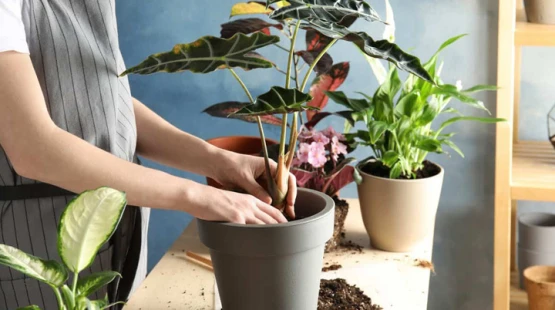 Trồng cây trong nhà có tốt không?